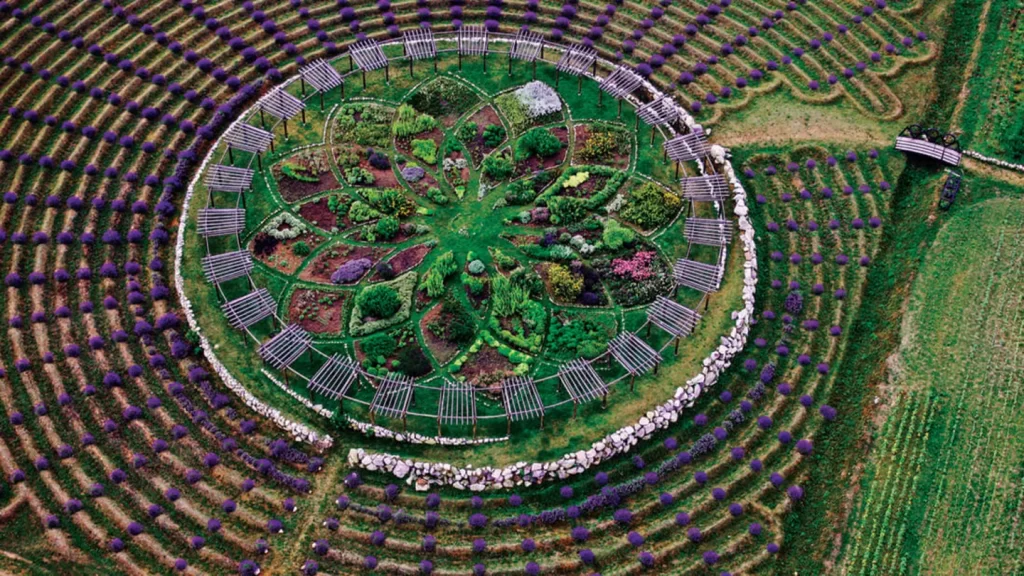 Giant Lavender Labyrinth in West Michigan